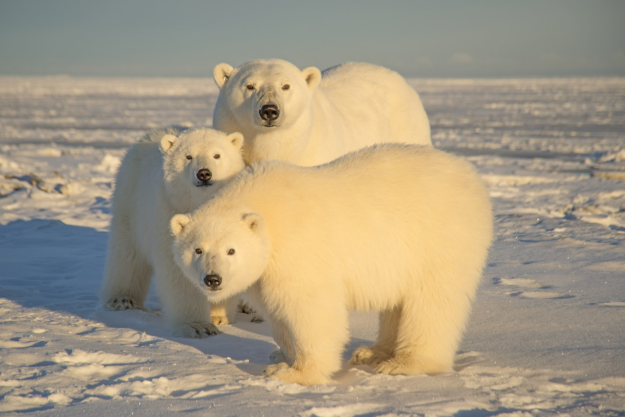 Detail Images Polar Bears Nomer 20