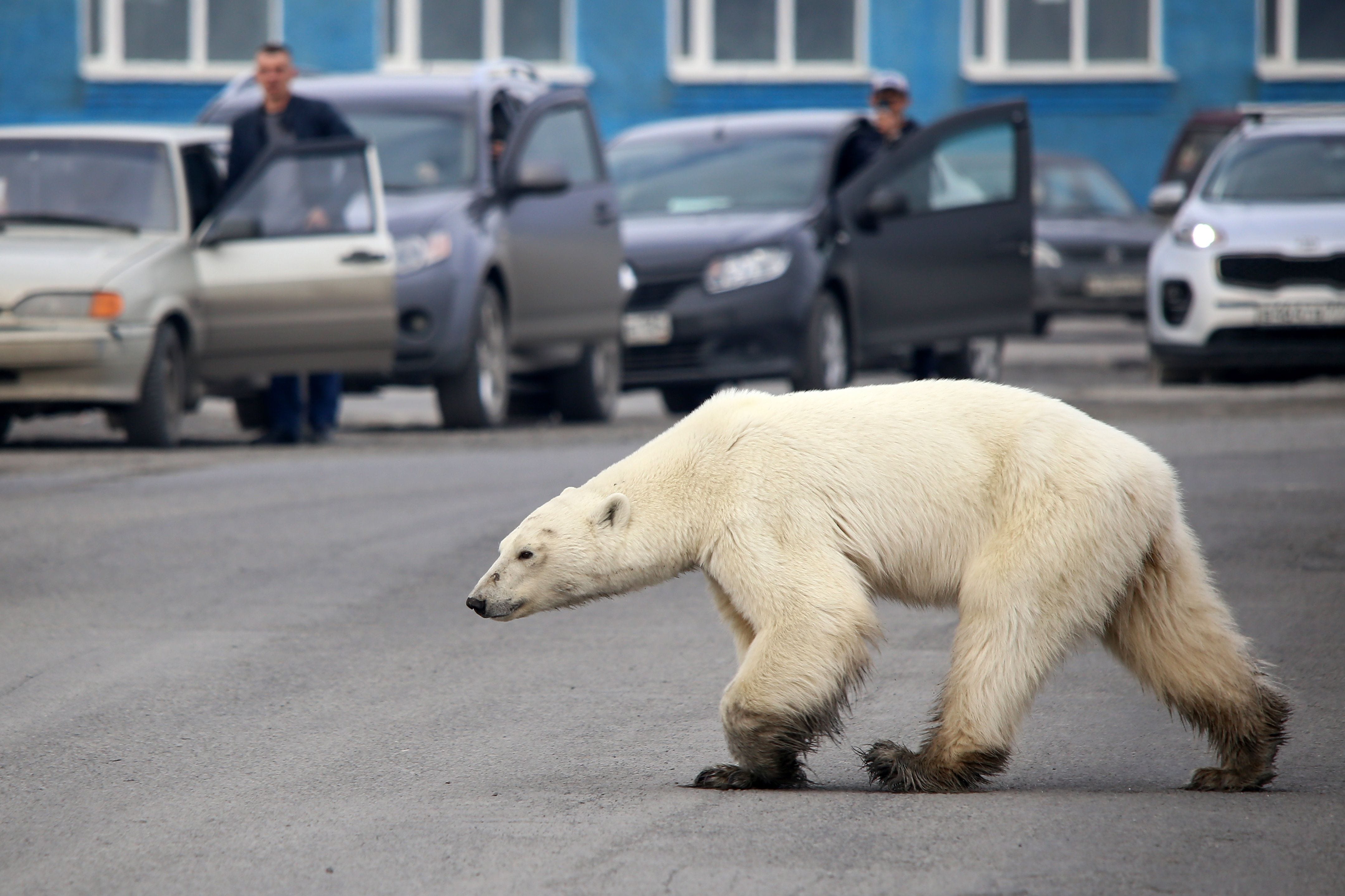 Detail Images Polar Bears Nomer 27