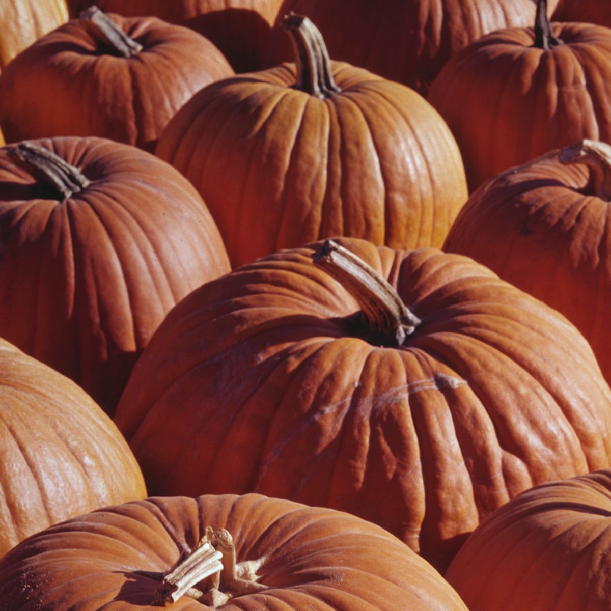 Detail Images Pumpkins Nomer 15