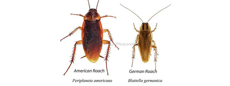 Detail Images Roaches Nomer 13