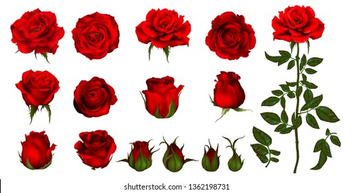 Detail Images Rose Flower Nomer 35