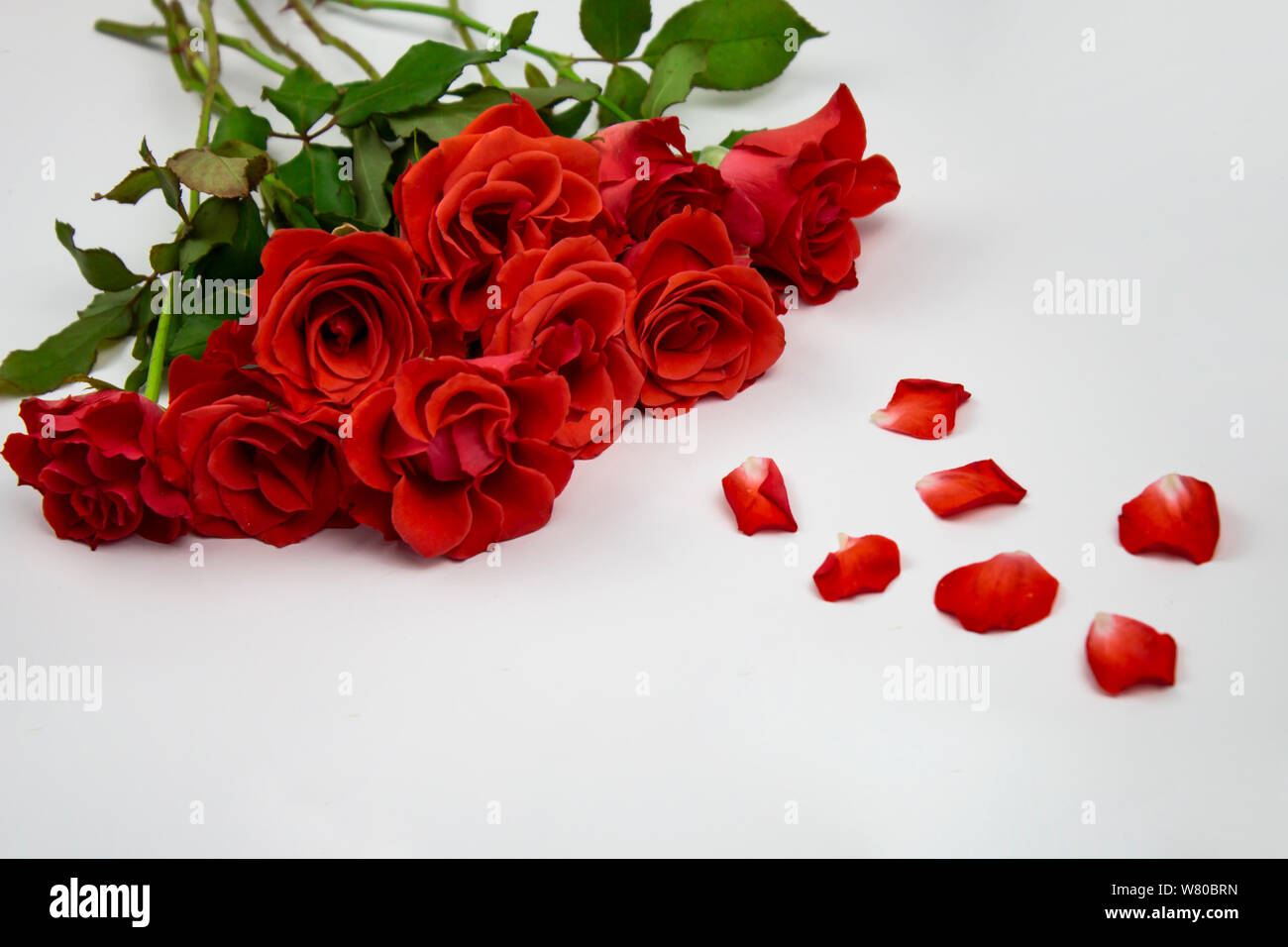 Detail Images Rose Flower Nomer 49