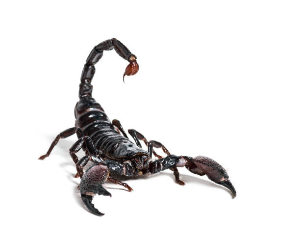 Detail Images Scorpion Nomer 15