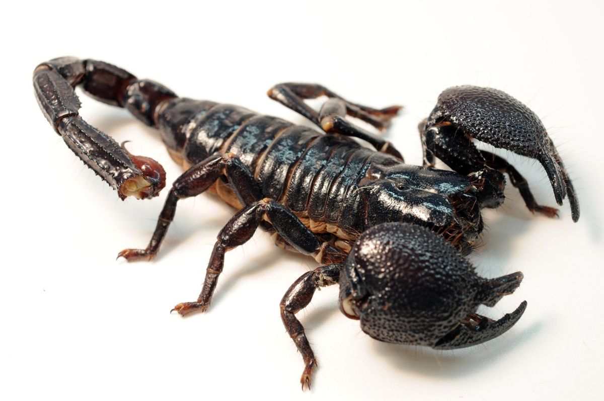 Detail Images Scorpion Nomer 28