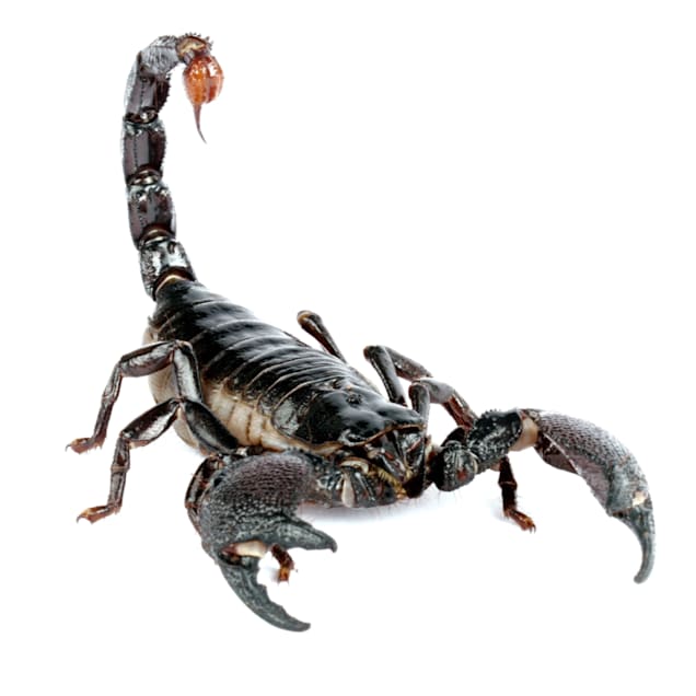 Detail Images Scorpions Nomer 3