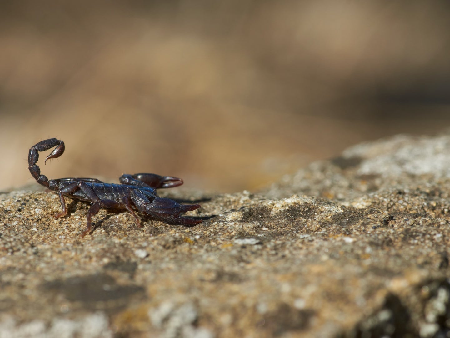 Detail Images Scorpions Nomer 43