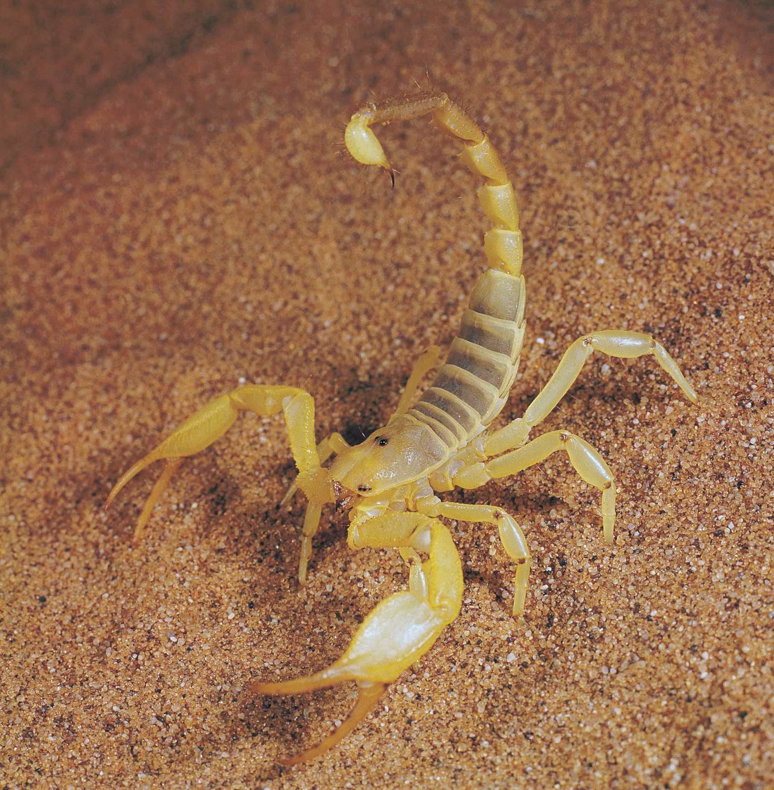 Detail Images Scorpions Nomer 6