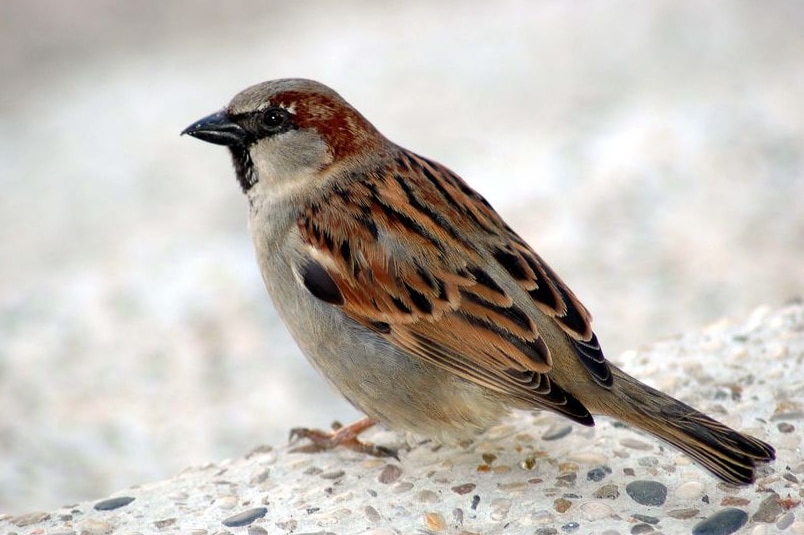 Detail Images Sparrow Nomer 39