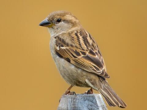 Detail Images Sparrows Nomer 2