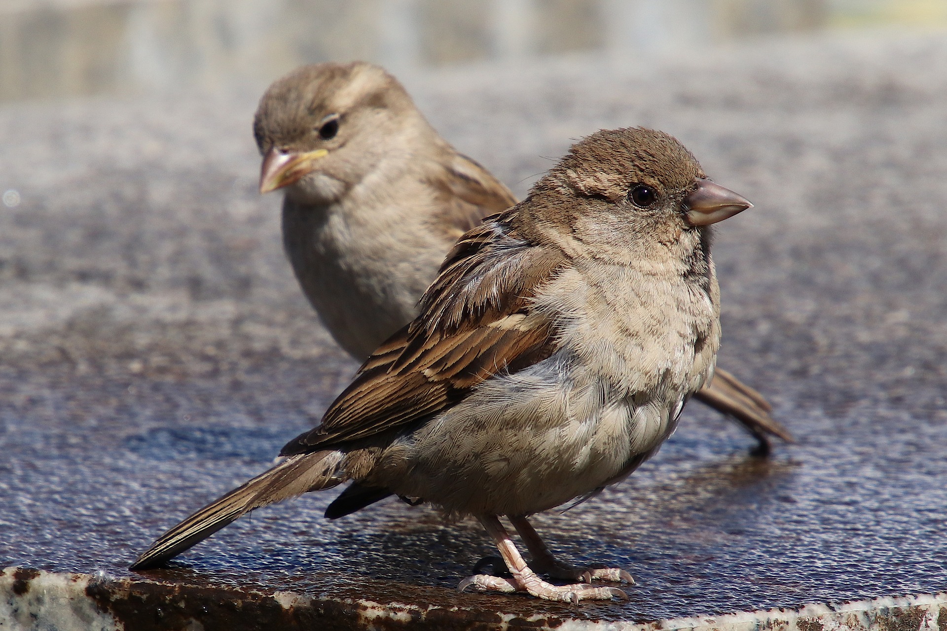 Detail Images Sparrows Nomer 27