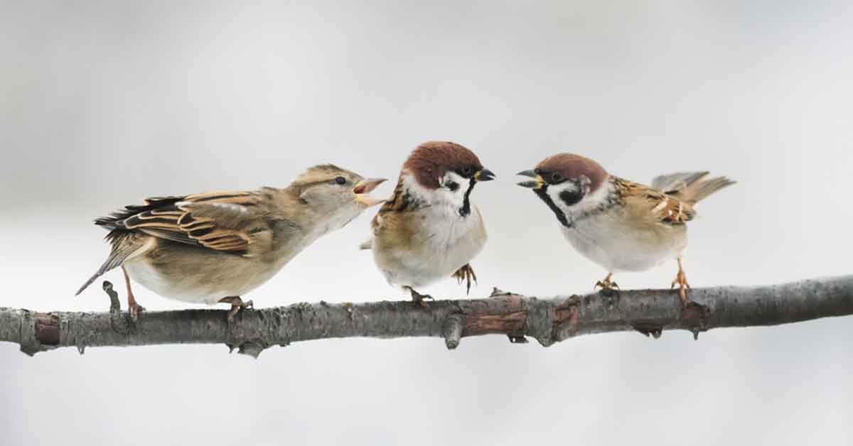 Detail Images Sparrows Nomer 29