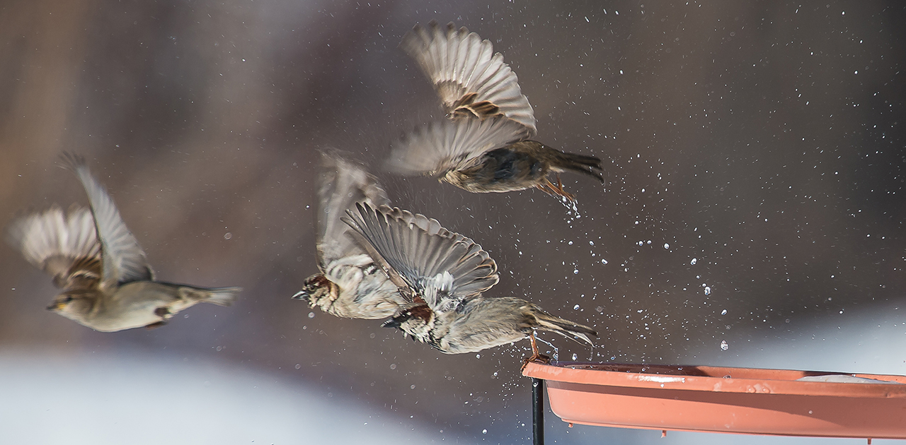 Detail Images Sparrows Nomer 46
