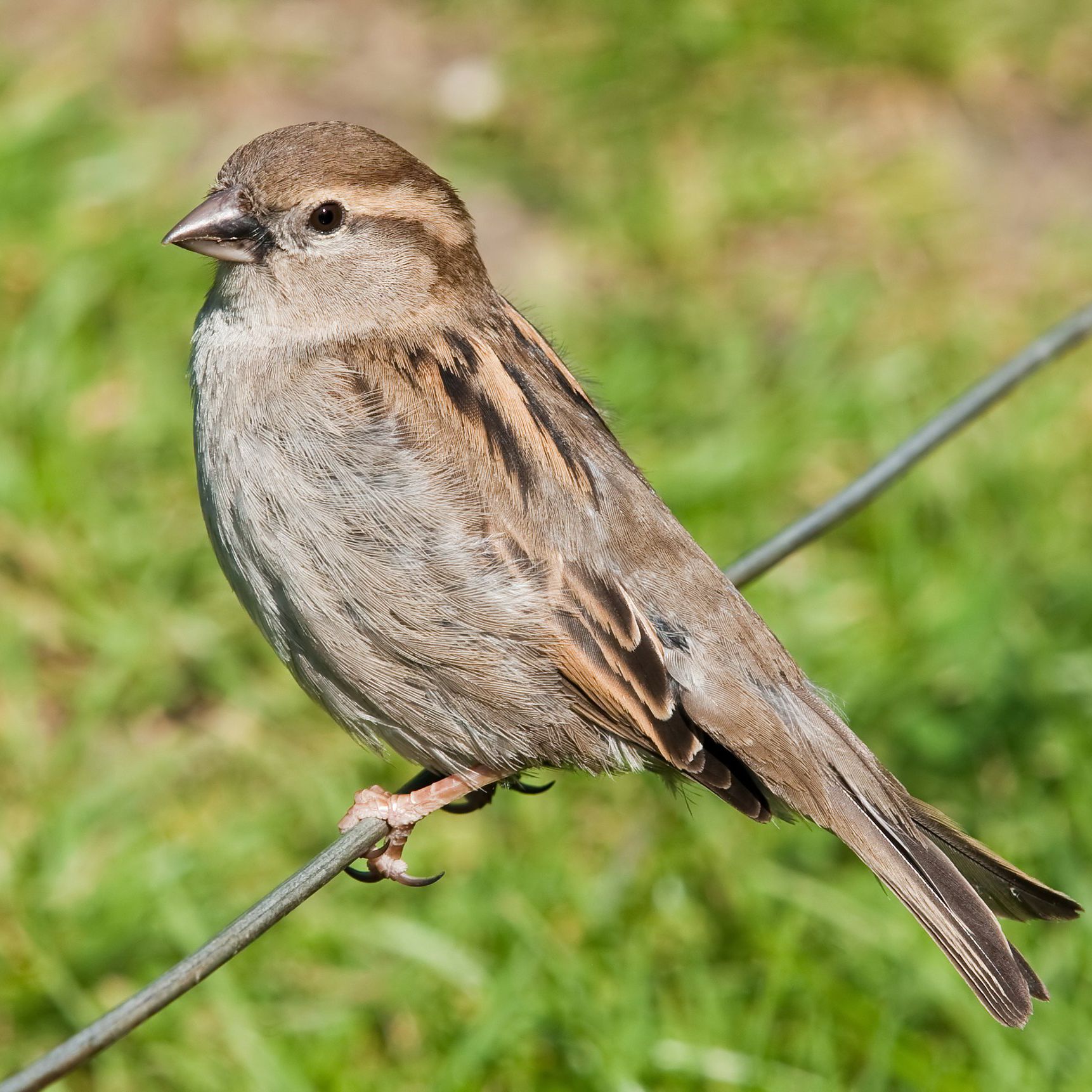 Detail Images Sparrows Nomer 6