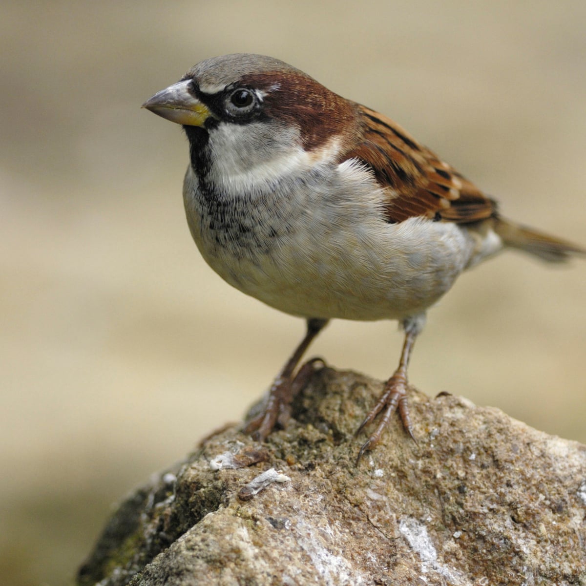 Detail Images Sparrows Nomer 8