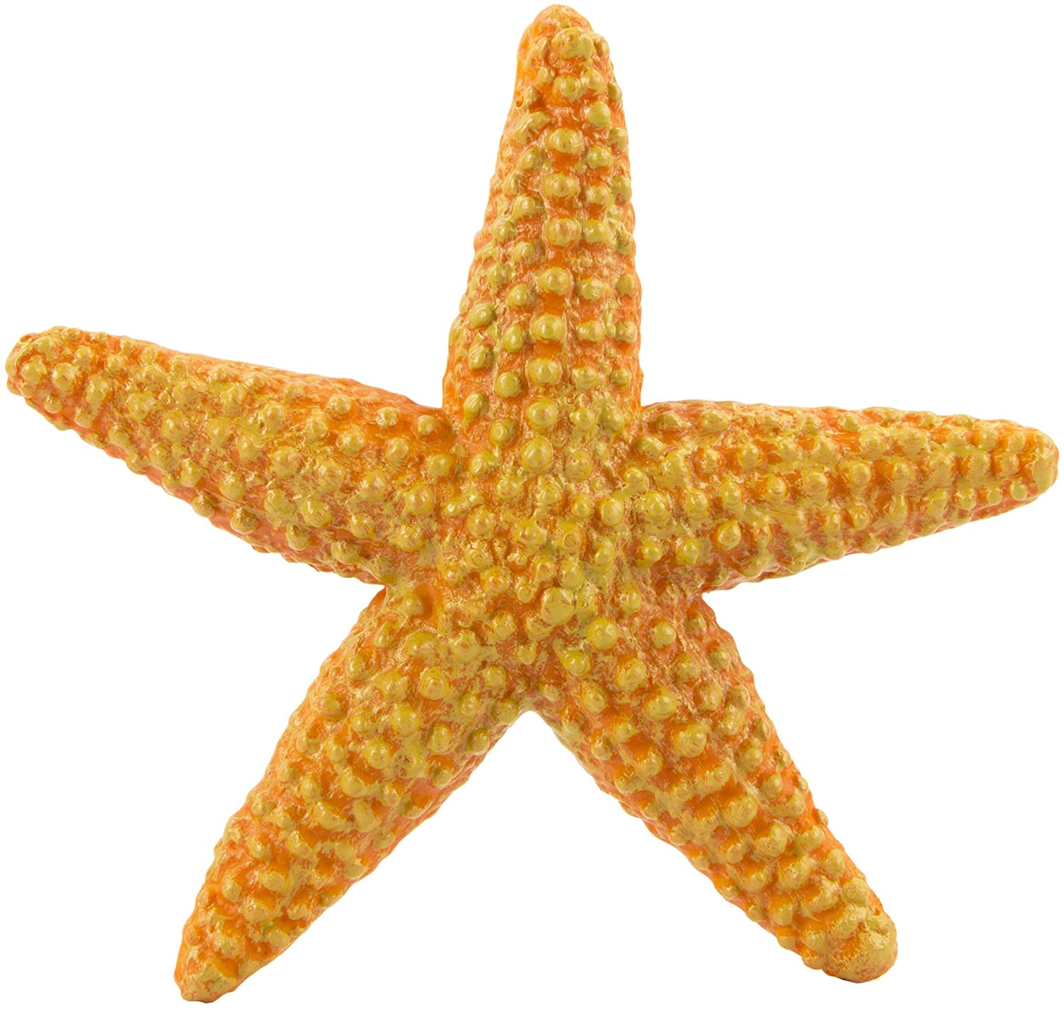 Detail Images Starfish Nomer 13