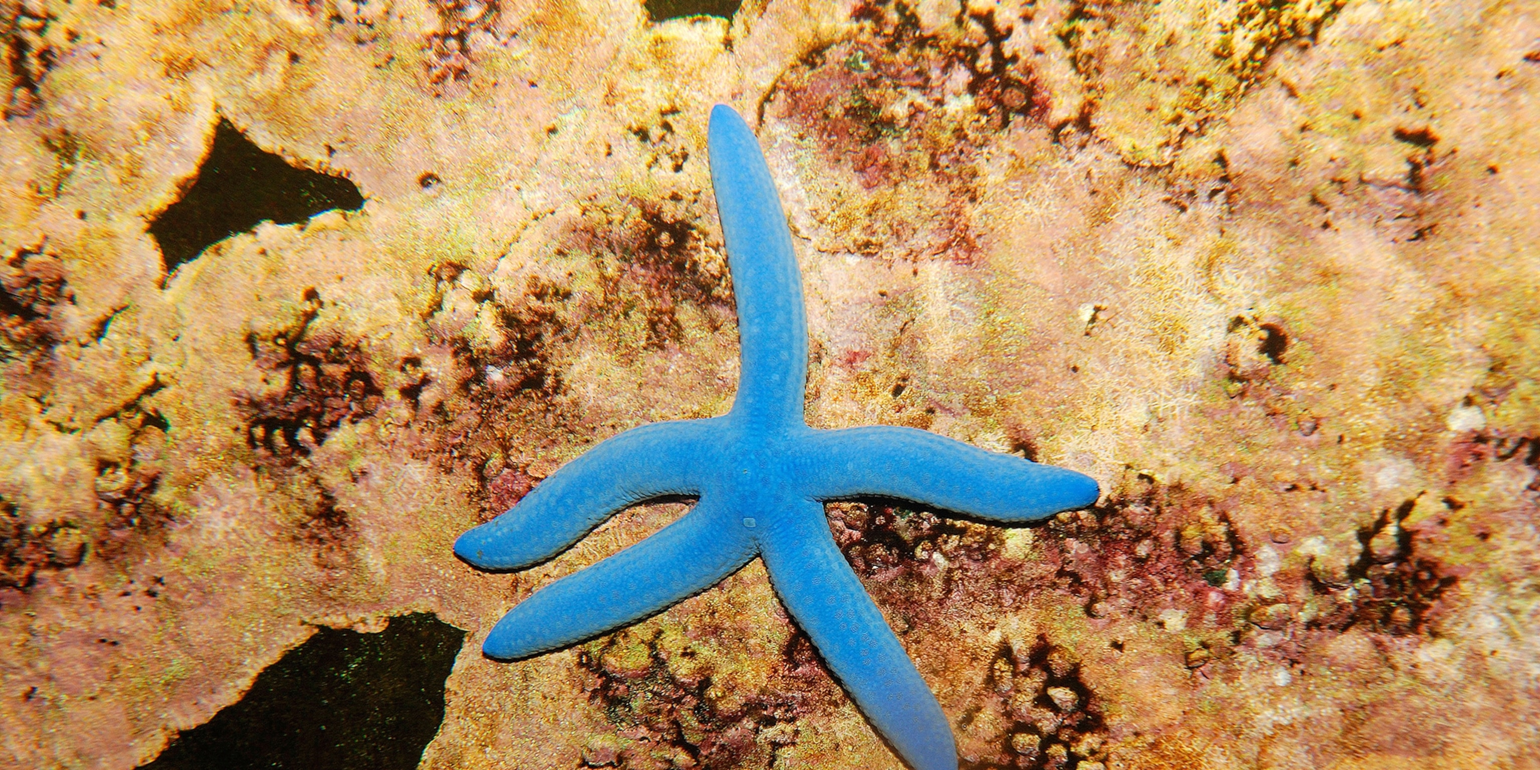 Detail Images Starfish Nomer 14