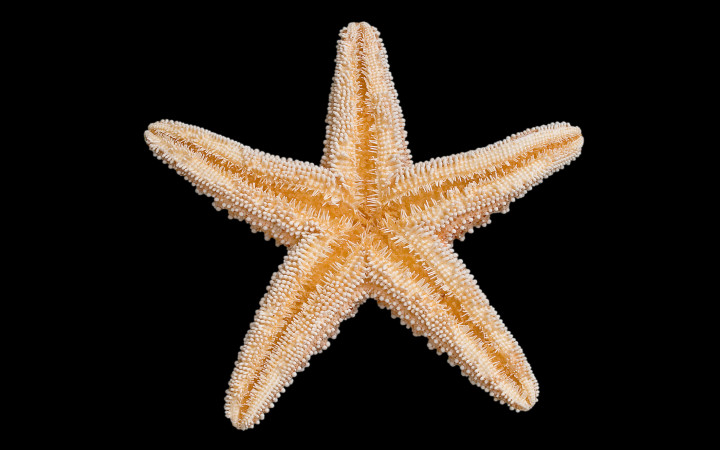 Detail Images Starfish Nomer 17