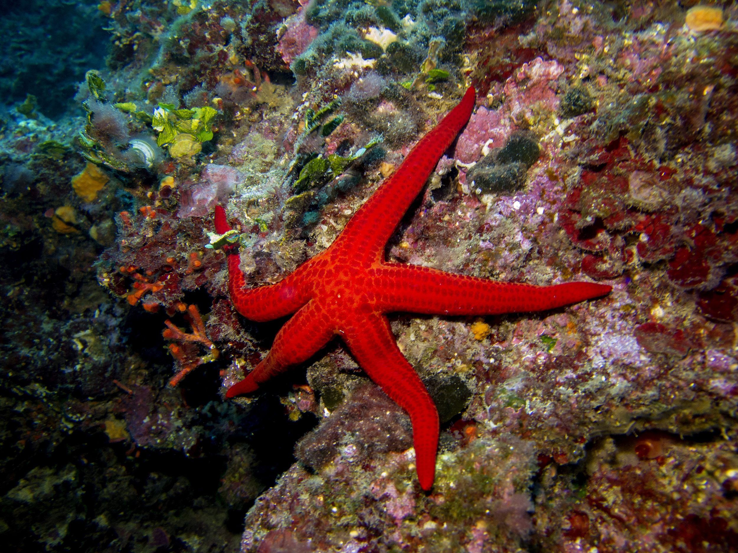 Detail Images Starfish Nomer 20