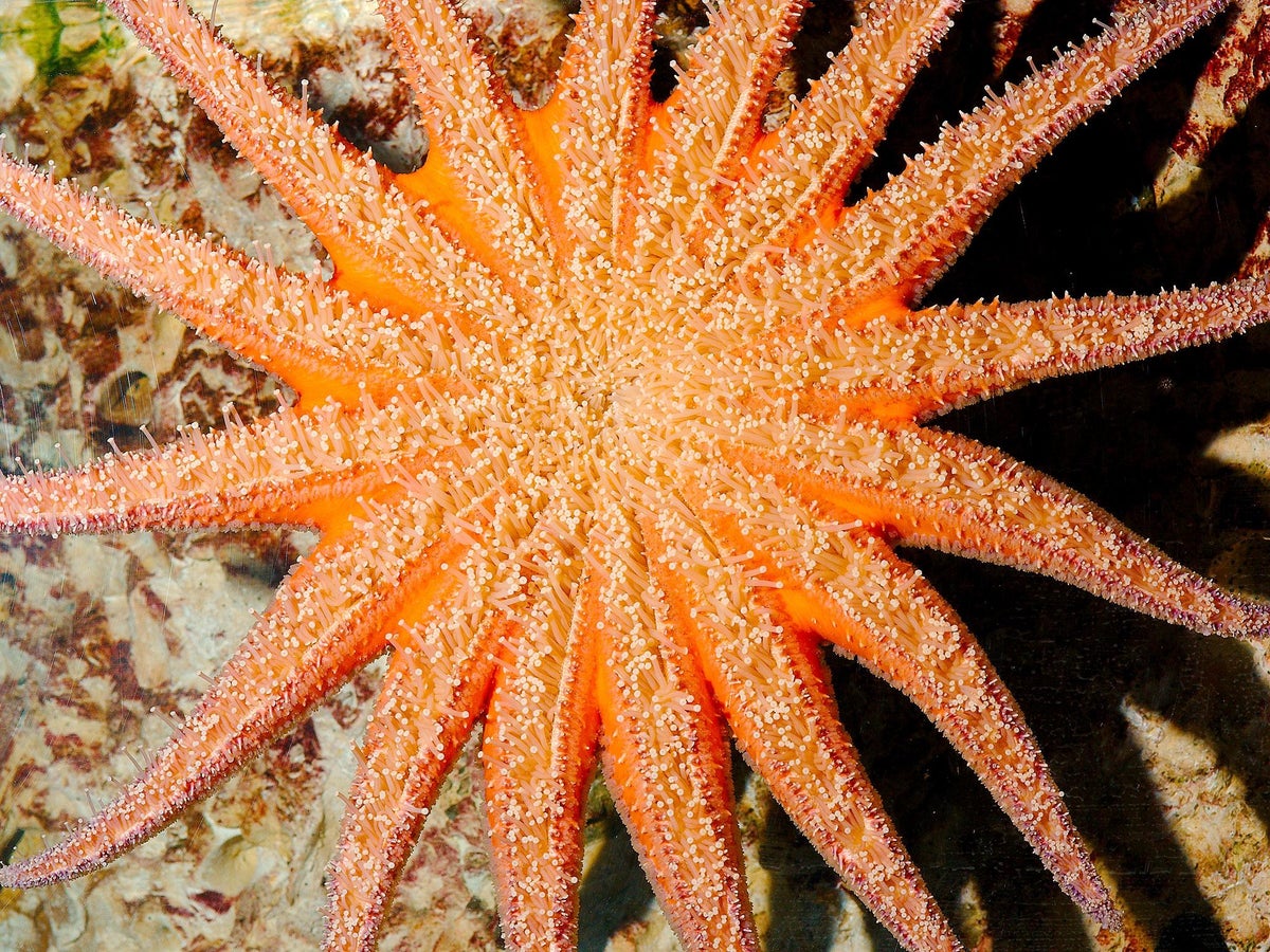 Detail Images Starfish Nomer 40