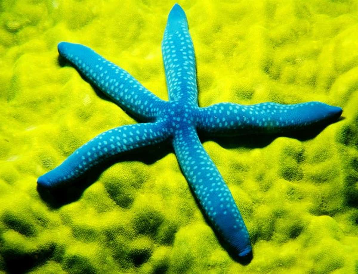 Detail Images Starfish Nomer 41