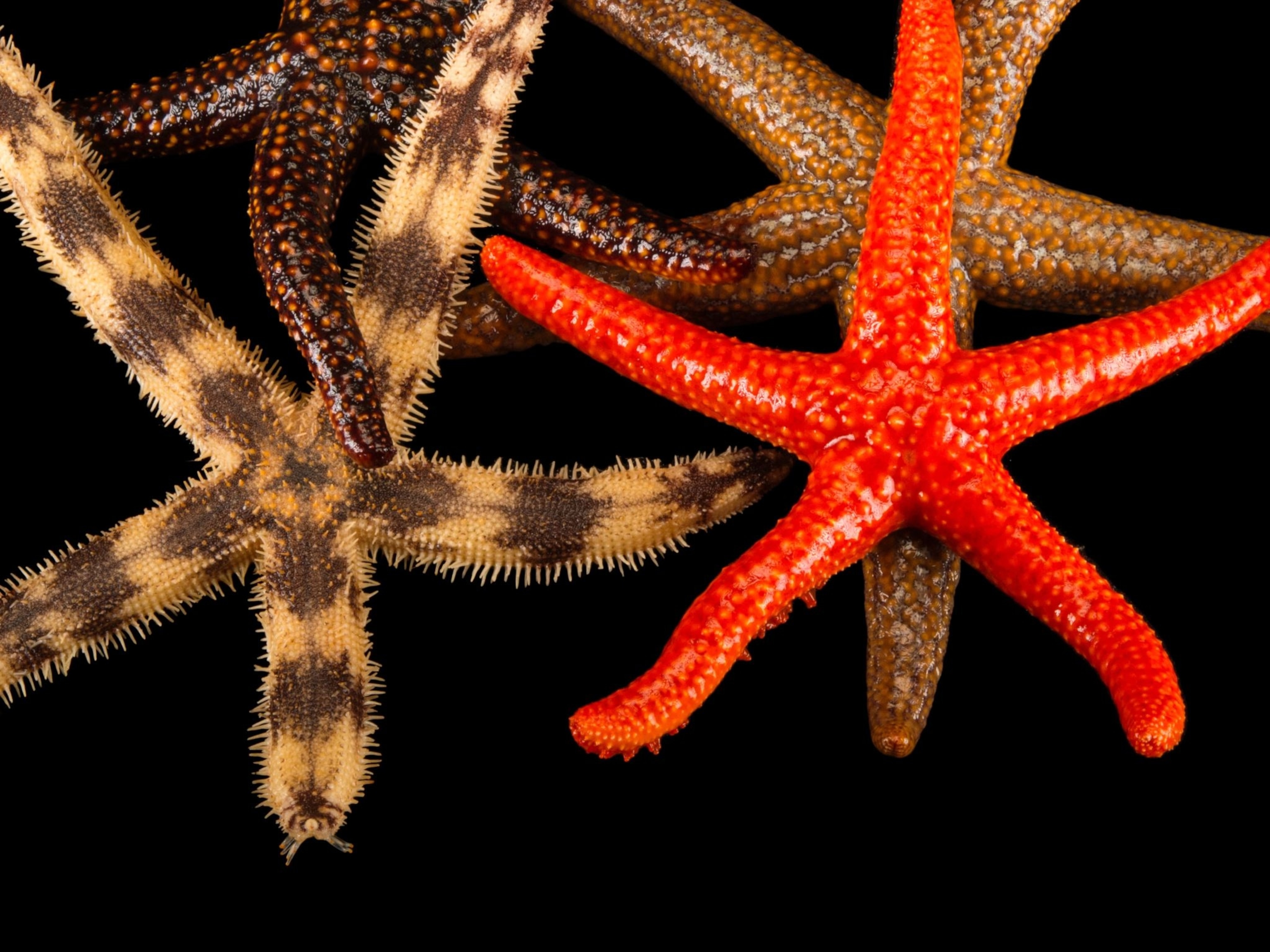 Detail Images Starfish Nomer 47