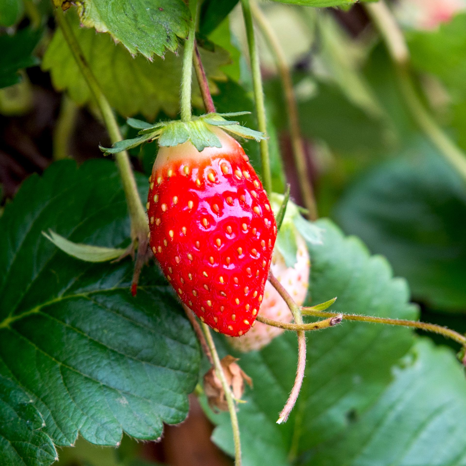 Detail Images Strawberries Nomer 38