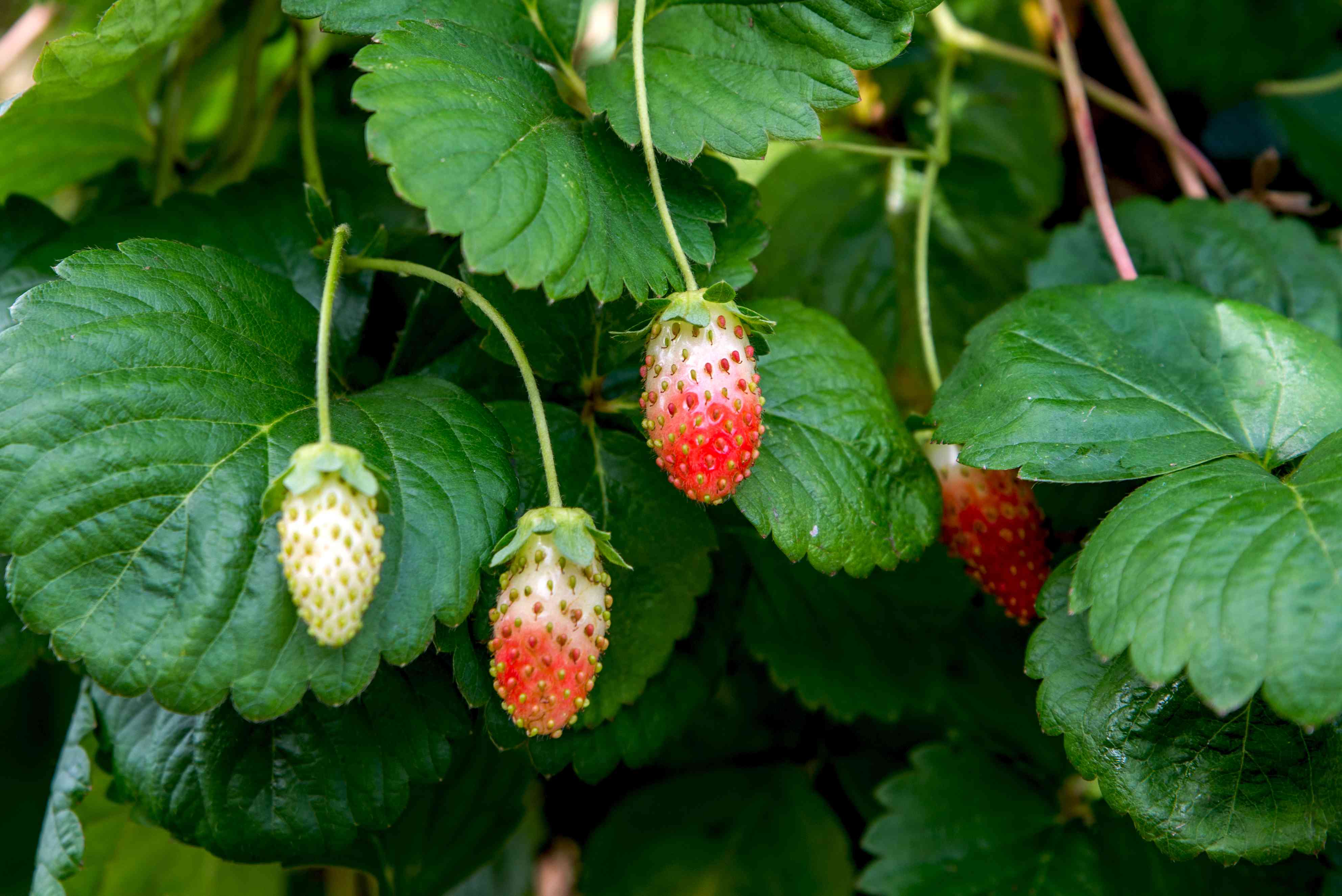 Detail Images Strawberries Nomer 43