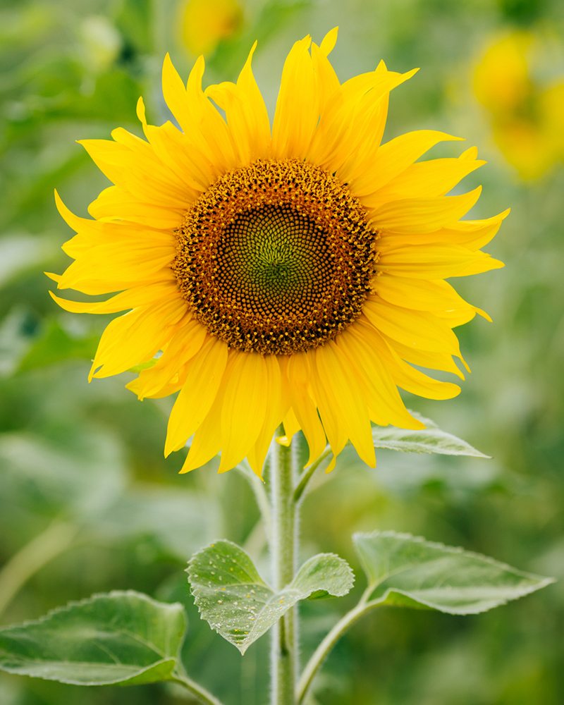 Detail Images Sunflower Nomer 17