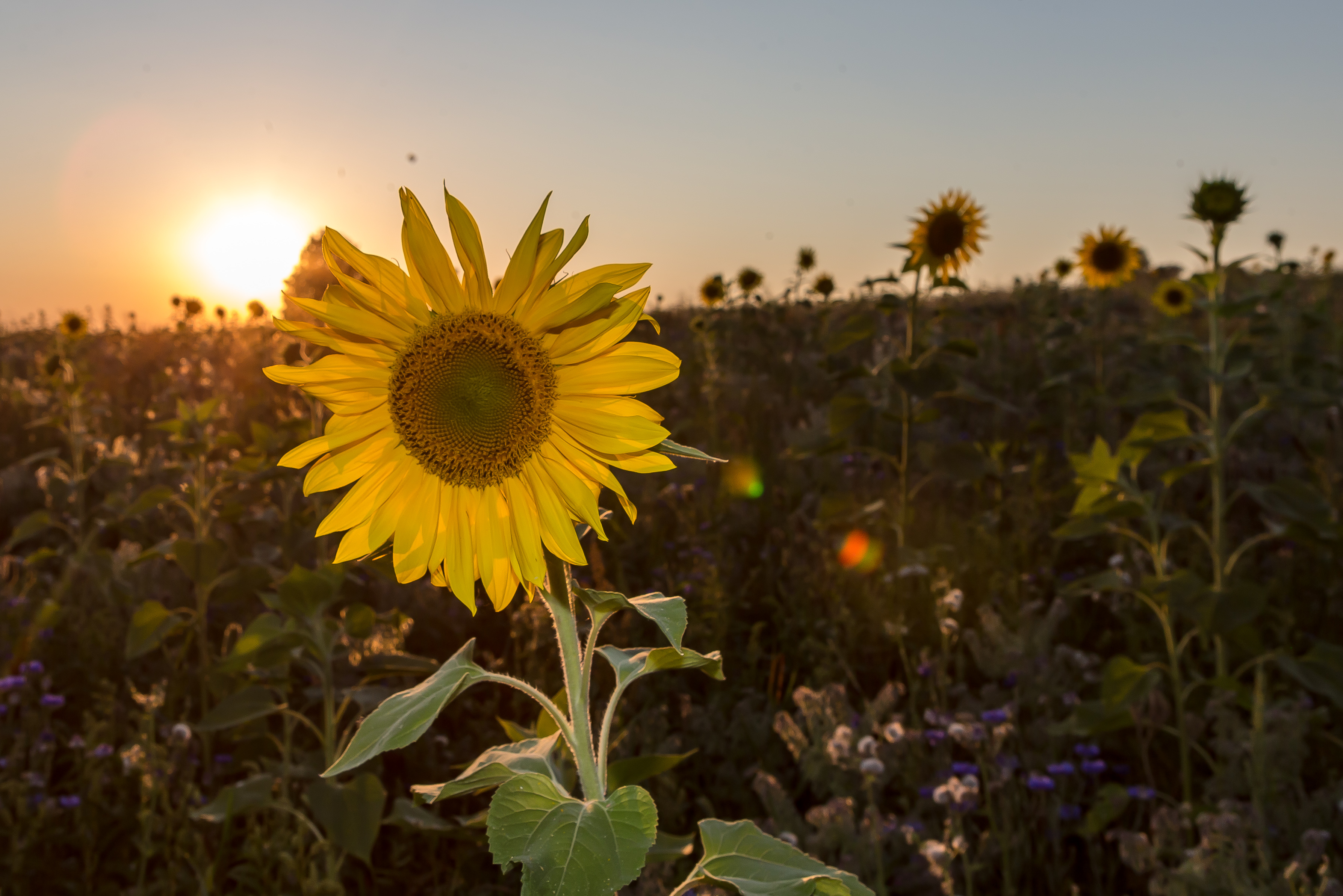 Detail Images Sunflower Nomer 46