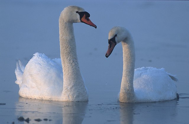 Detail Images Swans Nomer 2