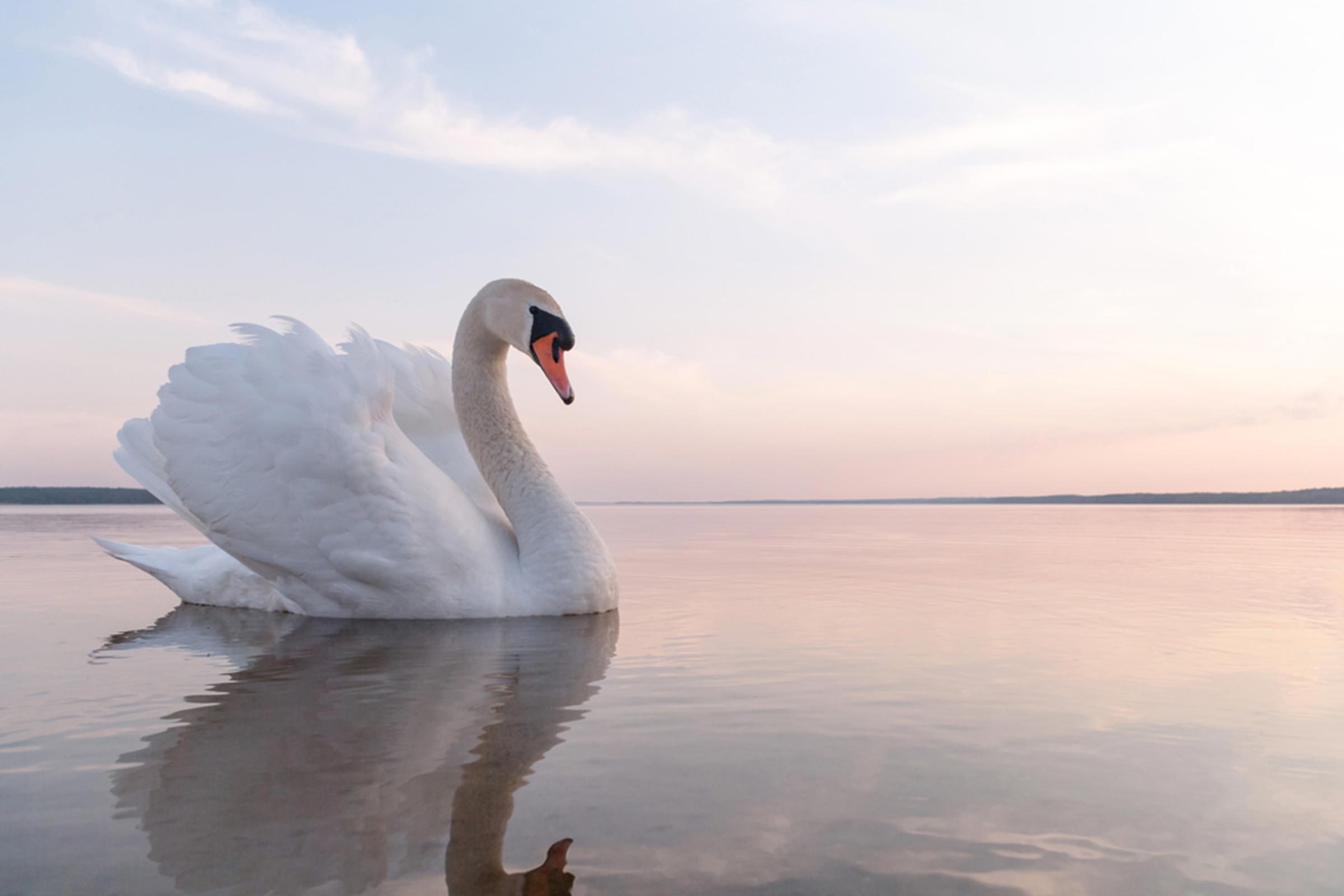 Detail Images Swans Nomer 11