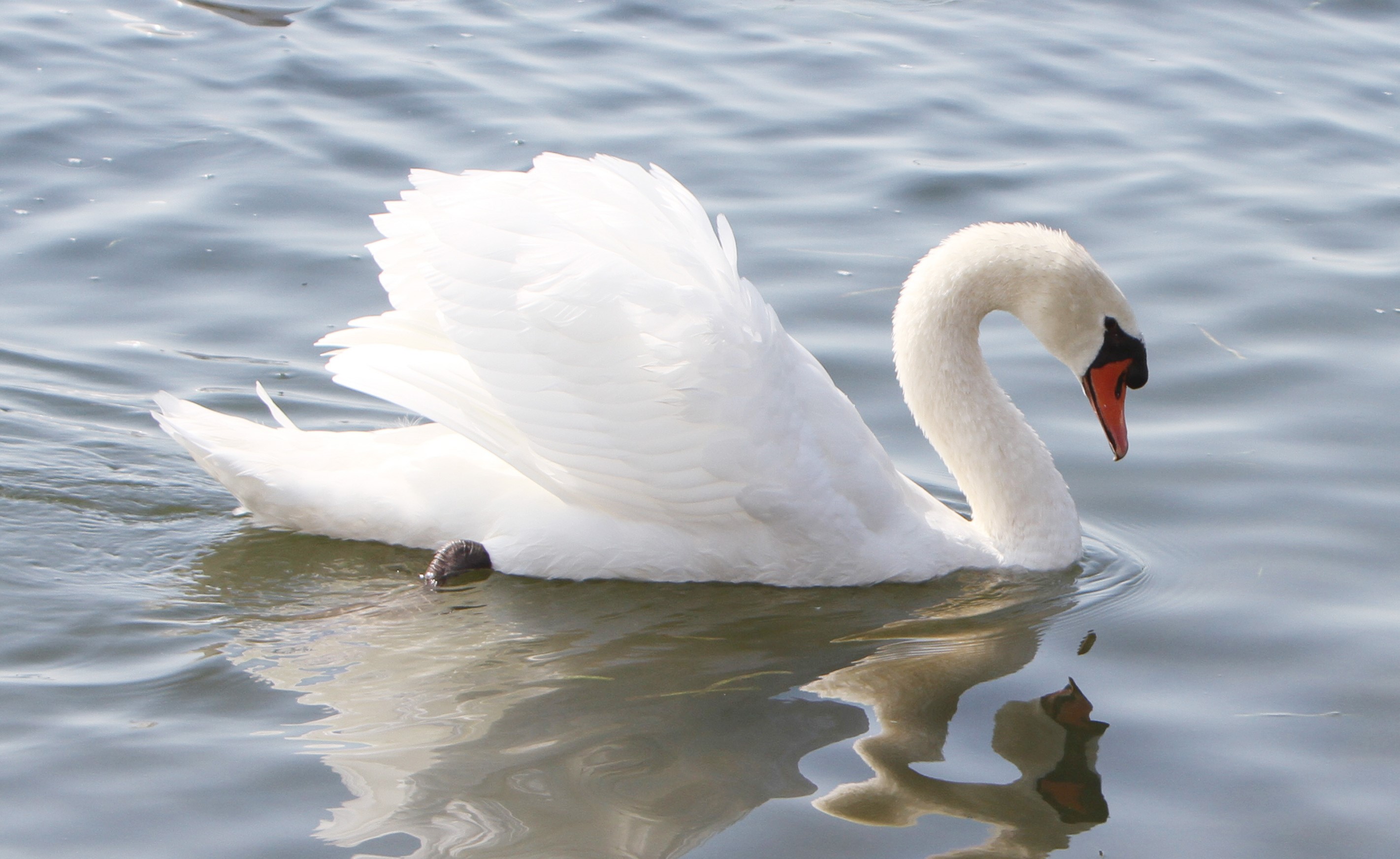 Detail Images Swans Nomer 12