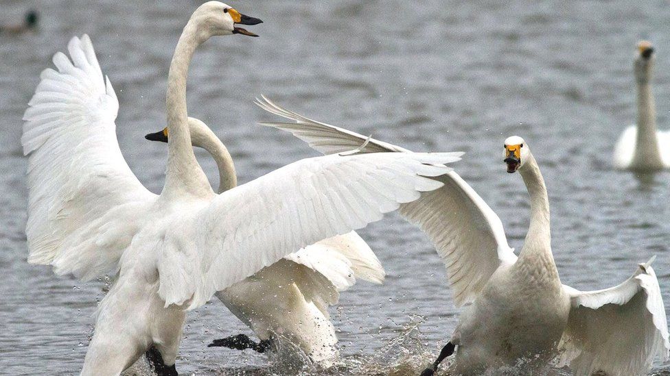 Detail Images Swans Nomer 19