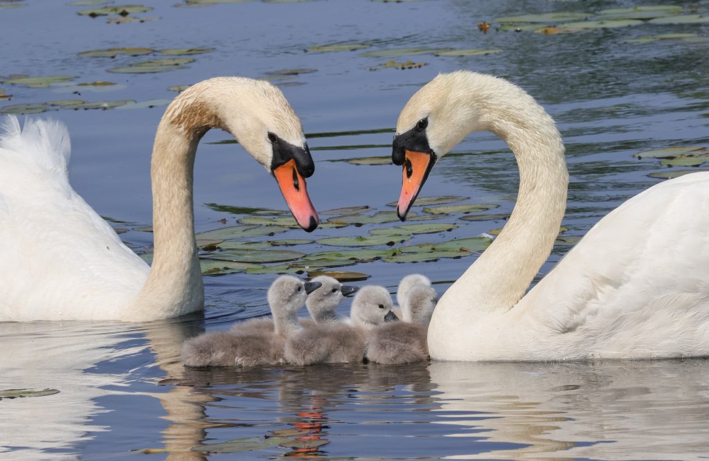 Detail Images Swans Nomer 22