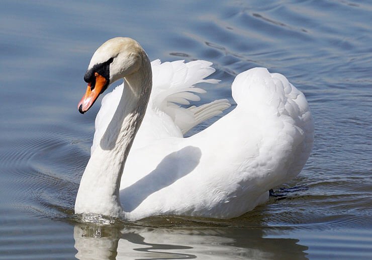 Detail Images Swans Nomer 24