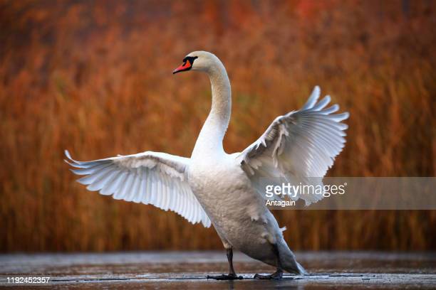 Detail Images Swans Nomer 27