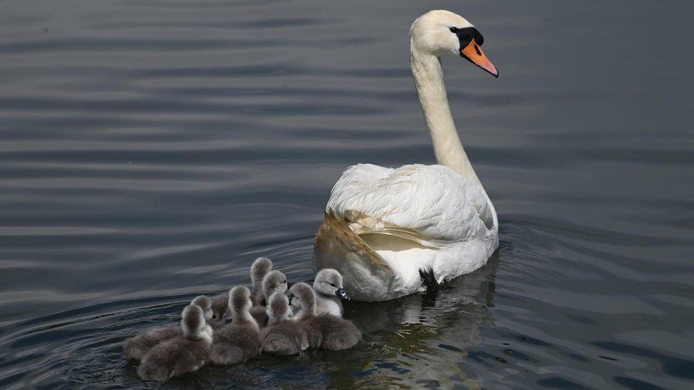 Detail Images Swans Nomer 30