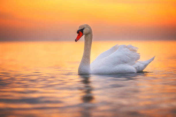 Detail Images Swans Nomer 32