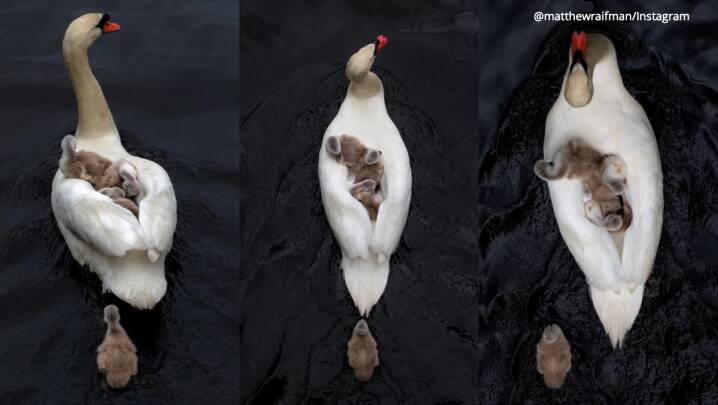 Detail Images Swans Nomer 37