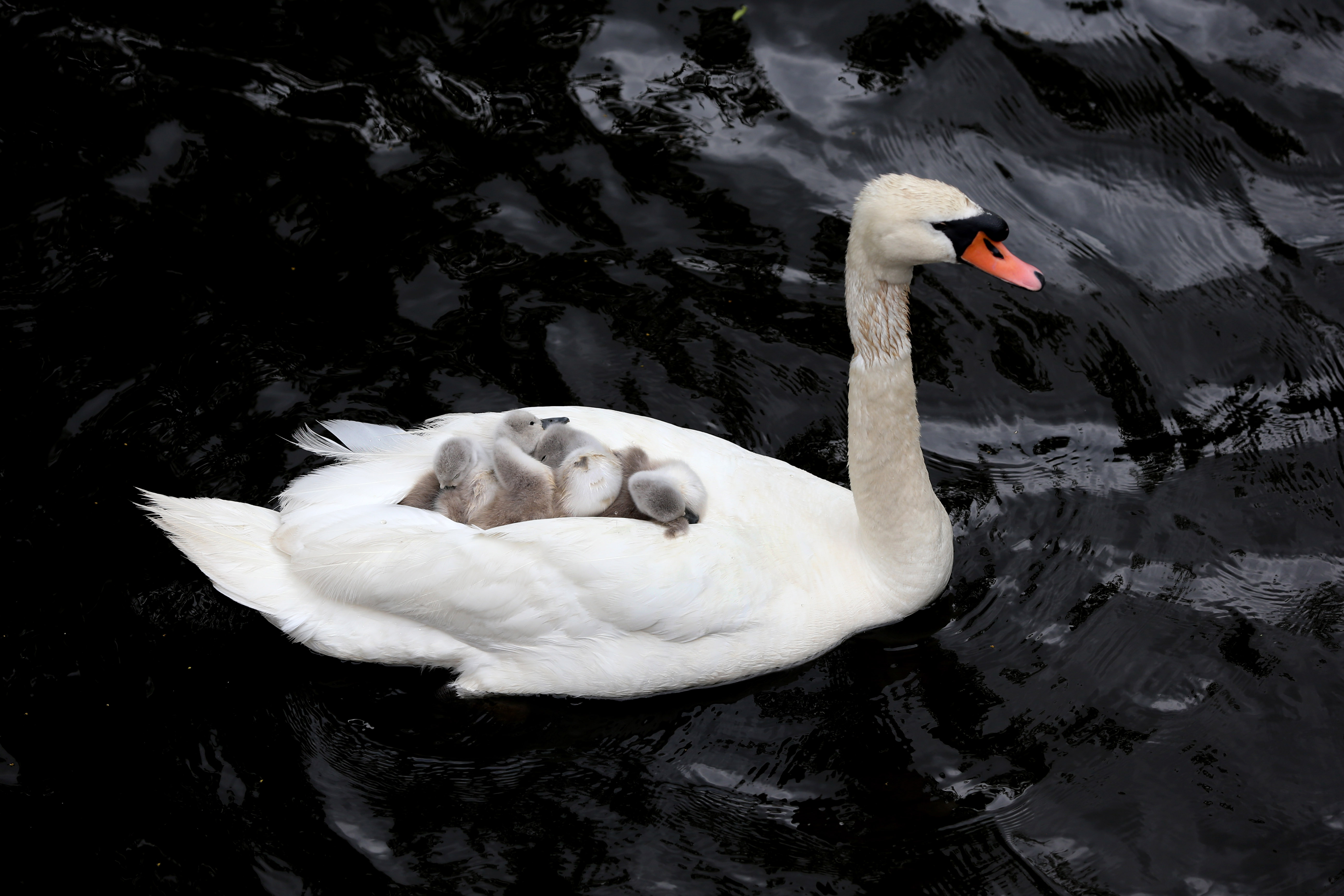 Detail Images Swans Nomer 38
