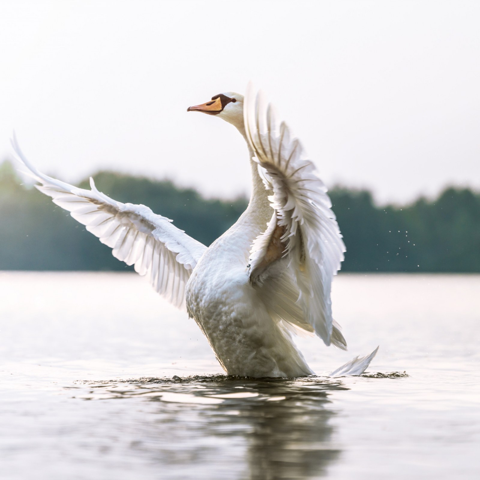 Detail Images Swans Nomer 41