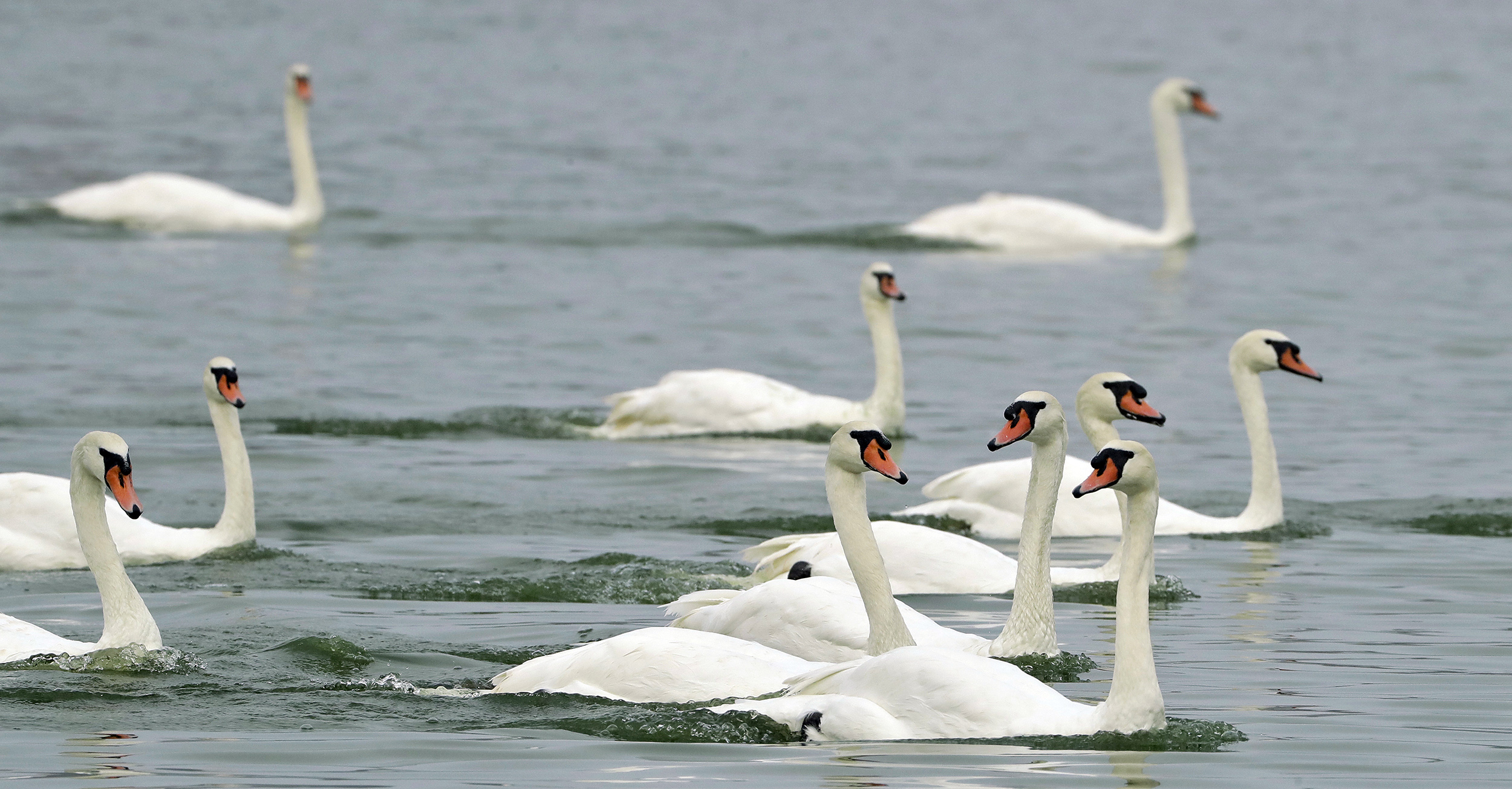 Detail Images Swans Nomer 44