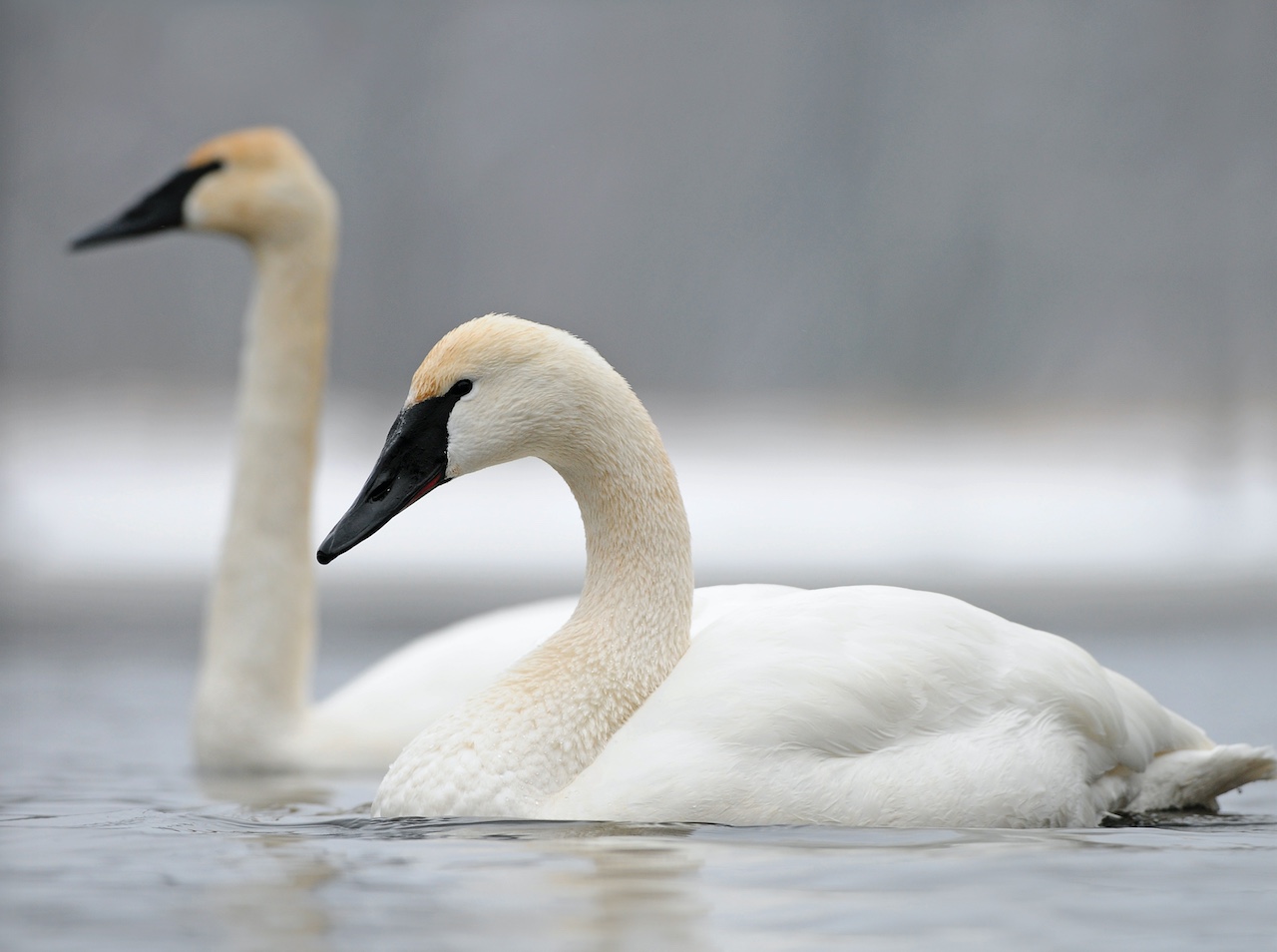 Detail Images Swans Nomer 45