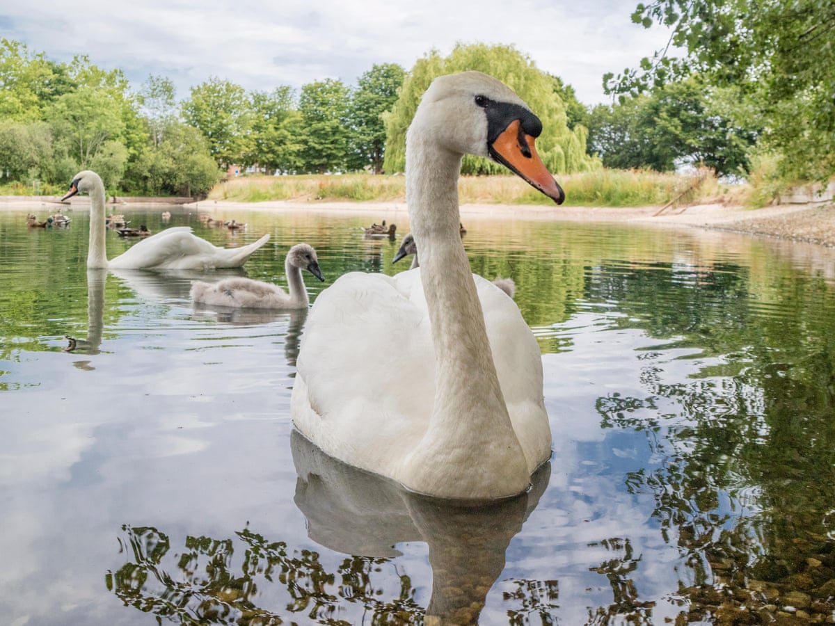 Detail Images Swans Nomer 46