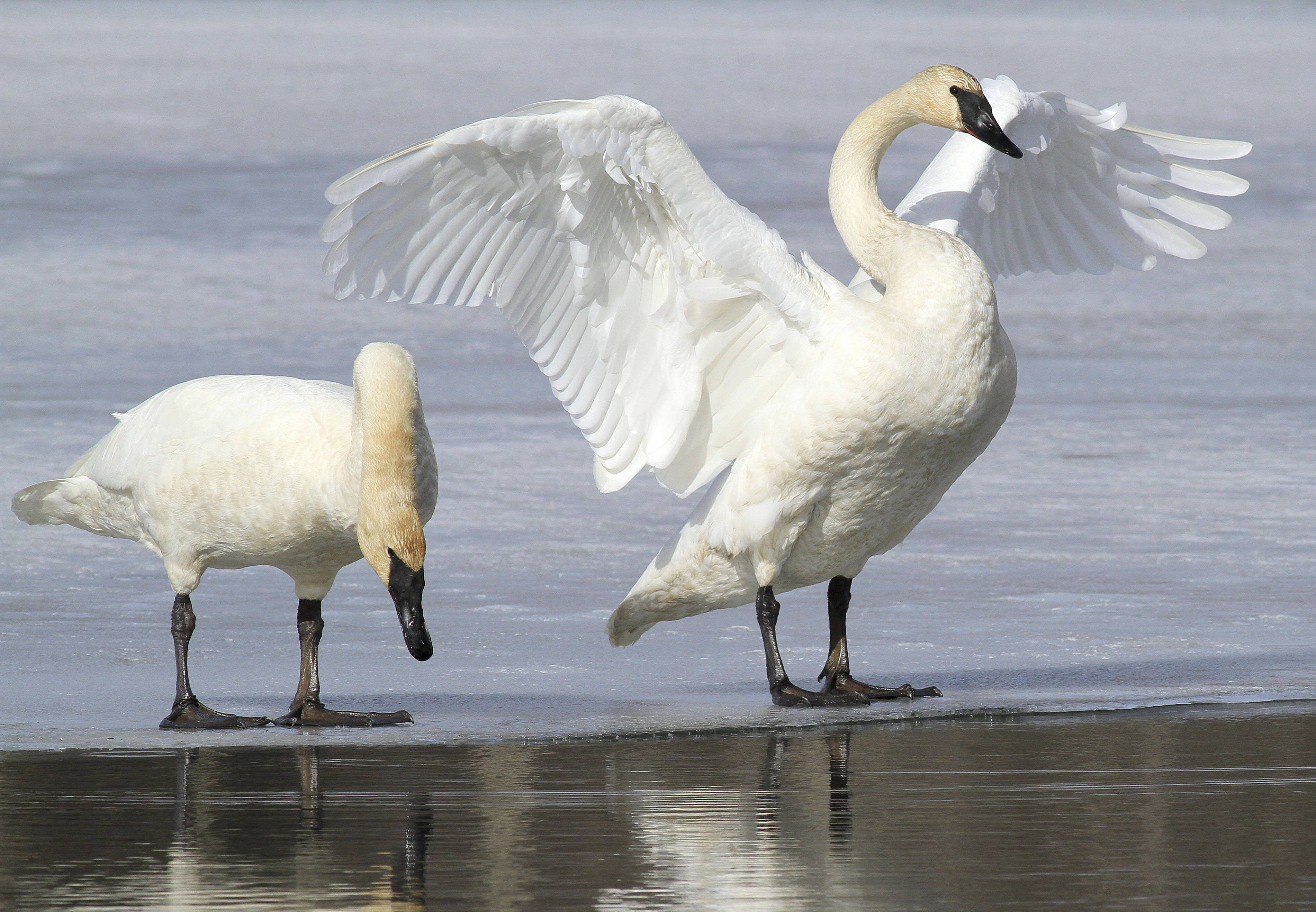 Detail Images Swans Nomer 47