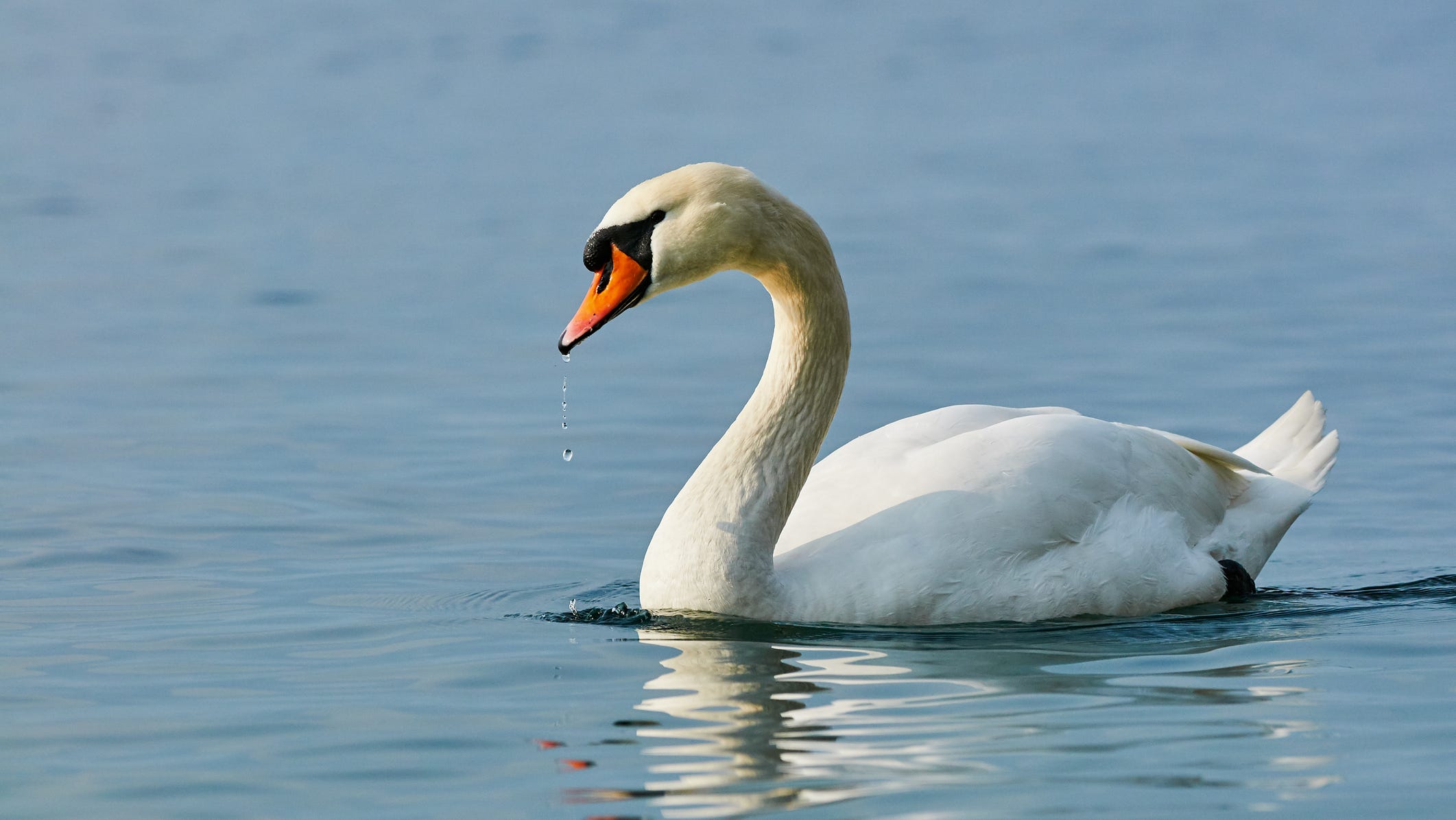 Detail Images Swans Nomer 48