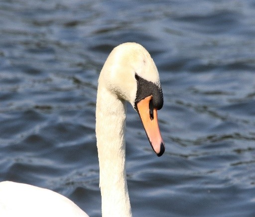 Detail Images Swans Nomer 49