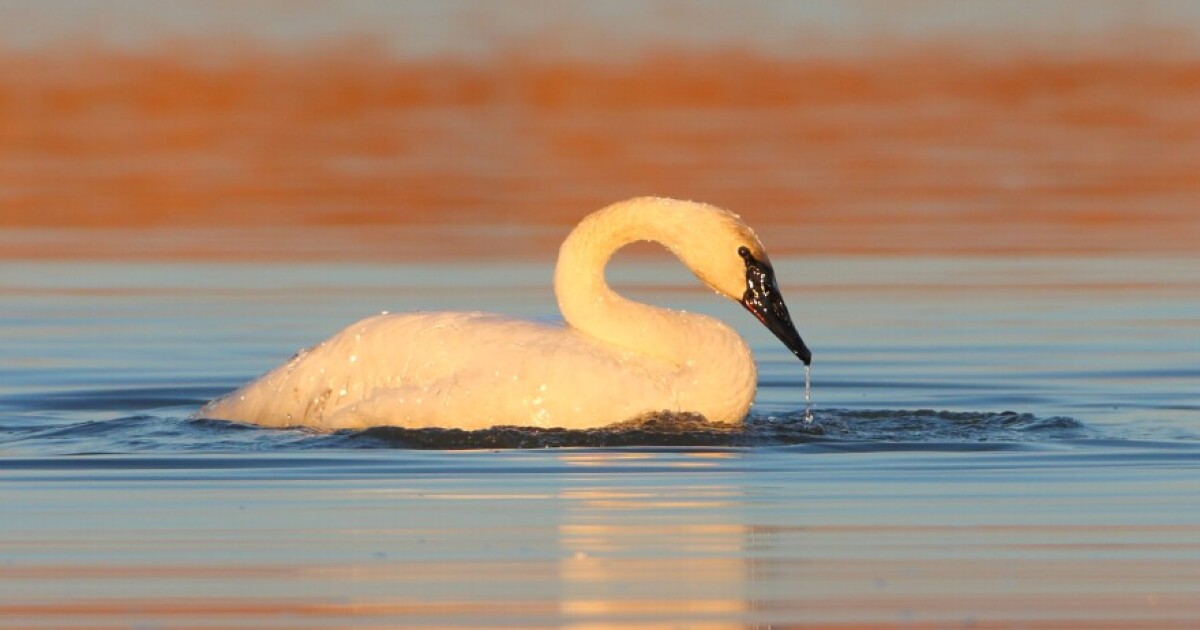 Detail Images Swans Nomer 55
