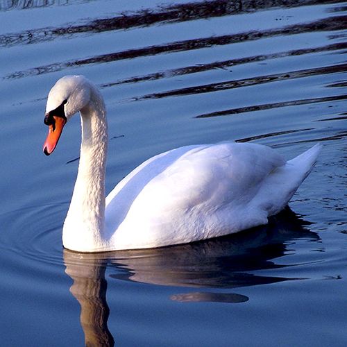 Detail Images Swans Nomer 8