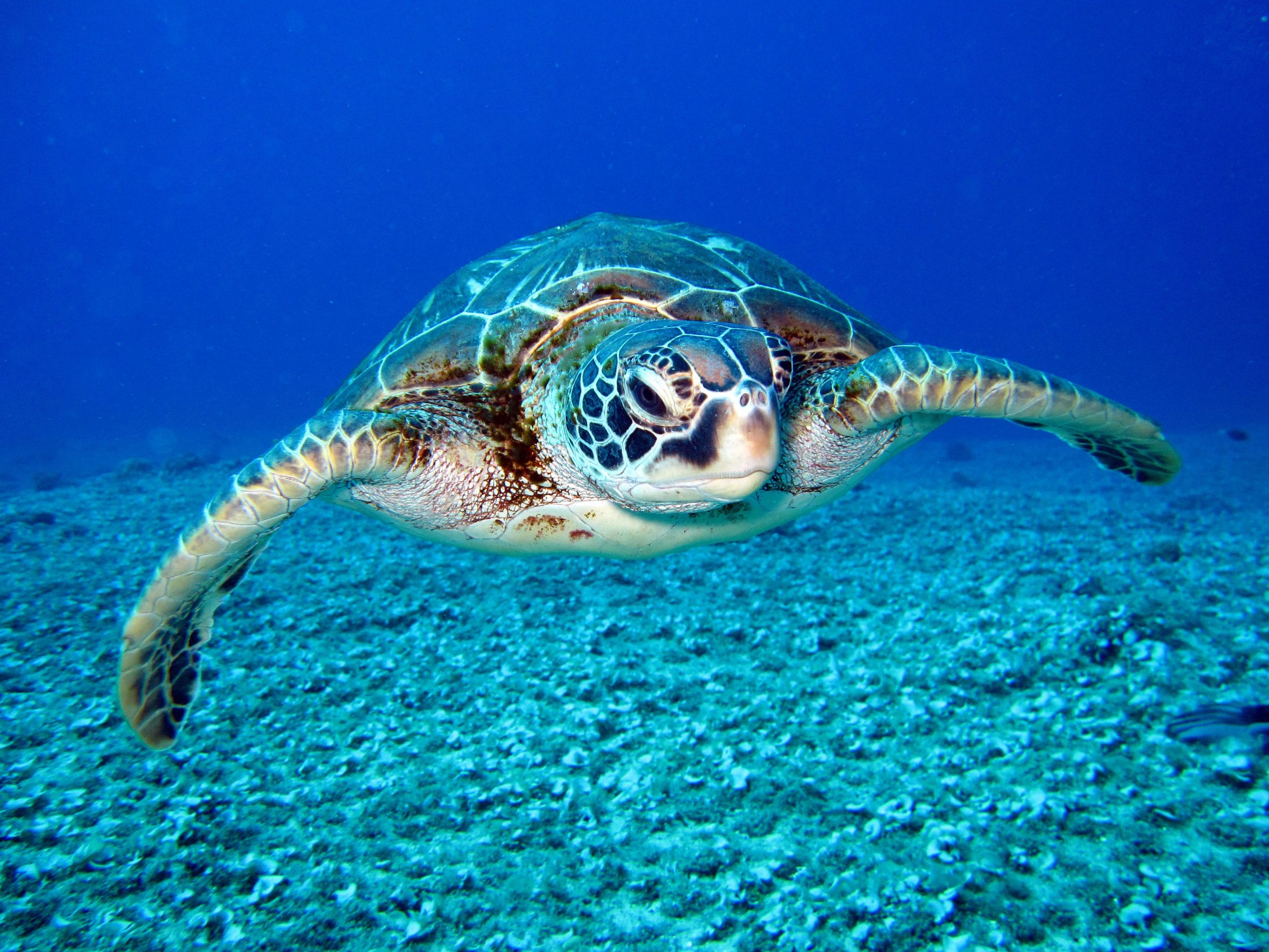 Detail Images Turtle Nomer 16